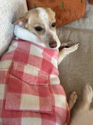 Lost Female Dog last seen Silver Oak Lane, Santa Clarita, CA 91387