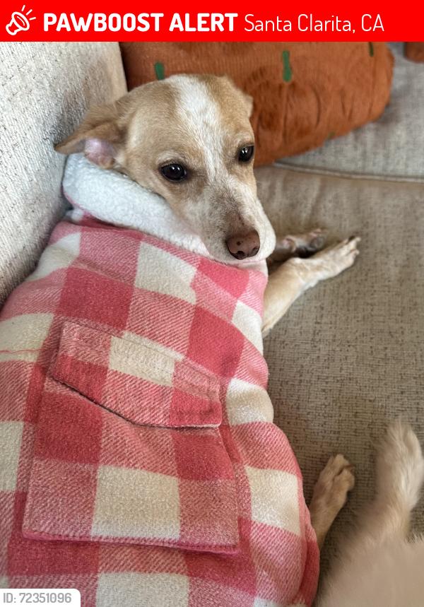 Lost Female Dog last seen Silver Oak Lane, Santa Clarita, CA 91387