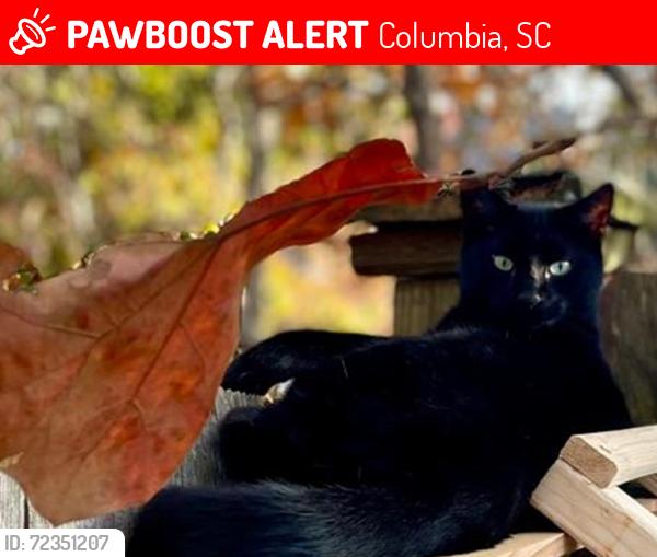 Lost Male Cat last seen Lake Carolina Dr, Columbia, SC 29229