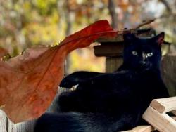 Lost Male Cat last seen Lake Carolina Dr, Columbia, SC 29229