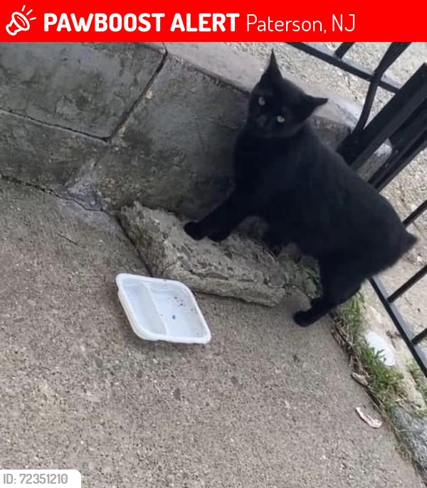 Lost Male Cat last seen East Main Street & Hillman Street , Paterson, NJ 07522