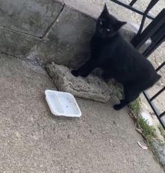 Lost Male Cat last seen East Main Street & Hillman Street , Paterson, NJ 07522