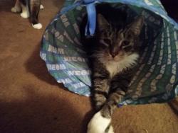 Lost Male Cat last seen Whitehead Rd Ext. Near woods & Central Moulding , Ewing Township, NJ 08638