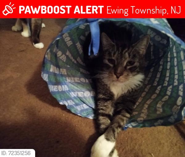 Lost Male Cat last seen Whitehead Rd Ext. Near woods & Central Moulding , Ewing Township, NJ 08638