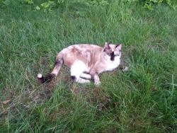 Lost Female Cat last seen Whitehead Rd Ext near woods & Central Moulding , Ewing Township, NJ 08638