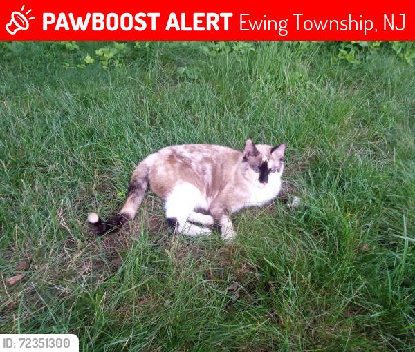 Lost Female Cat last seen Whitehead Rd Ext near woods & Central Moulding , Ewing Township, NJ 08638