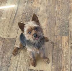 Lost Male Dog last seen Talley- between Wiseman & Potranco, San Antonio, TX 78253