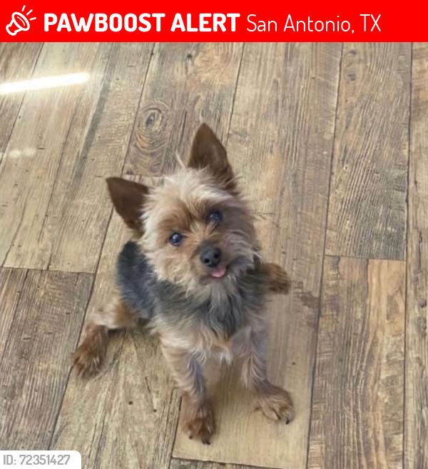 Lost Male Dog last seen Talley- between Wiseman & Potranco, San Antonio, TX 78253