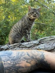Lost Male Cat last seen Saw mill road near Boondocks , Gray Court, SC 29645