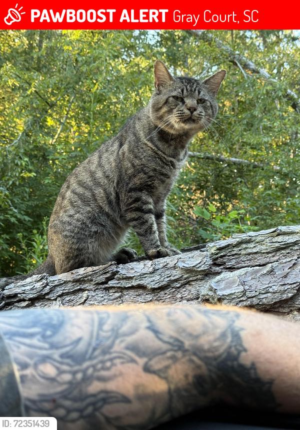 Lost Male Cat last seen Saw mill road near Boondocks , Gray Court, SC 29645