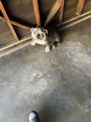 Lost Male Dog last seen English Bully, Long Beach, CA 90806