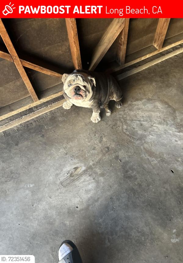 Lost Male Dog last seen English Bully, Long Beach, CA 90806