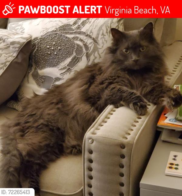 Lost Male Cat last seen Farrcroft Way, near Ridgley Manor Blvd, Virginia Beach, VA 23455