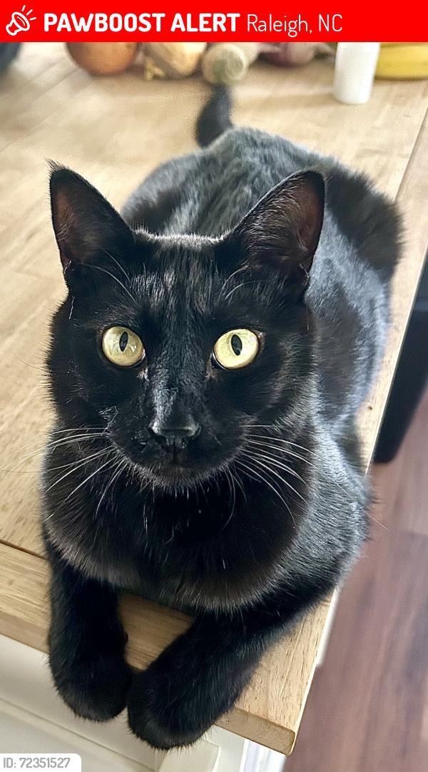 Lost Male Cat last seen Martin Luther King Jr Blvd, S Raleigh Blvd, Raleigh, NC 27610