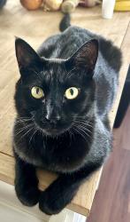 Lost Male Cat last seen Martin Luther King Jr Blvd, S Raleigh Blvd, Raleigh, NC 27610