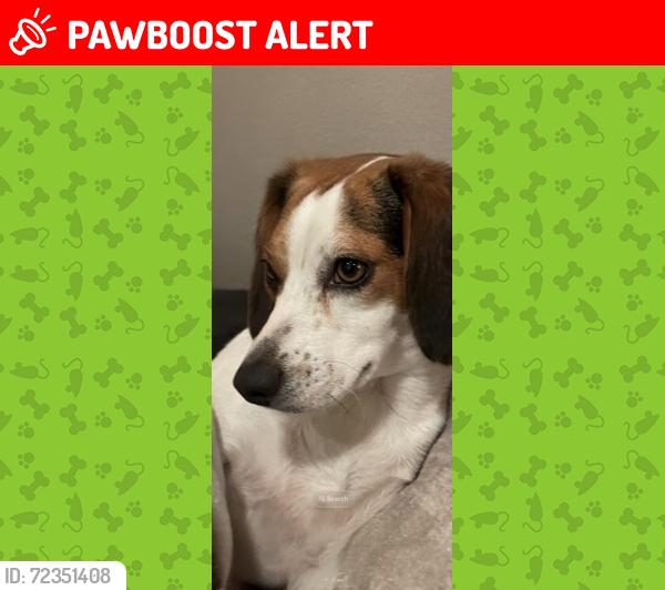 Lost Female Dog last seen North Corbin/Cross Gate , Livingston Parish, LA 70785