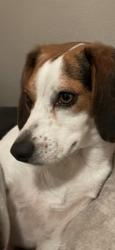 Lost Female Dog last seen North Corbin/Cross Gate , Livingston Parish, LA 70785
