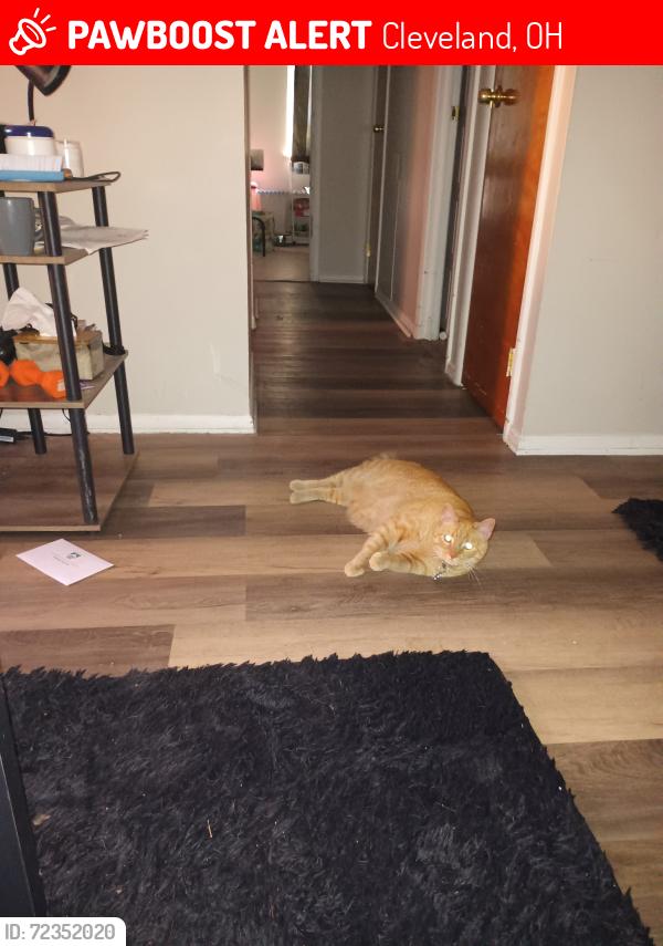 Lost Male Cat last seen Near Montclair Ave apmt 104, Cleveland, OH 44109