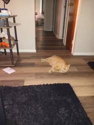 Lost Male Cat last seen Near Montclair Ave apmt 104, Cleveland, OH 44109
