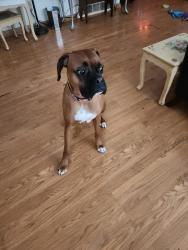 Lost Male Dog last seen County road d and Hazelwood, Maplewood, MN 55109