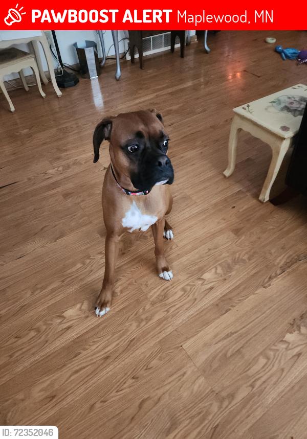 Lost Male Dog last seen County road d and Hazelwood, Maplewood, MN 55109