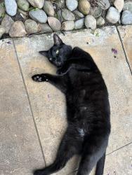 Reunited Male Cat last seen Military and 45th street, West Palm Beach, FL 33409