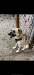 Lost Male Dog last seen Division st and Ave F12, Lancaster, CA 93535