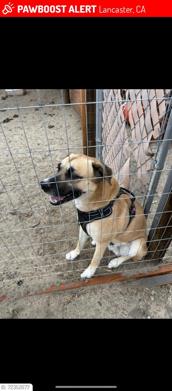 Lost Male Dog last seen Division st and Ave F12, Lancaster, CA 93535