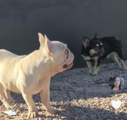 Lost Male Dog last seen 16th St and Broadway , Phoenix, AZ 85040