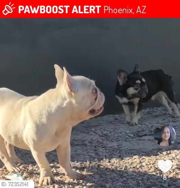 Lost Male Dog last seen 16th St and Broadway , Phoenix, AZ 85040