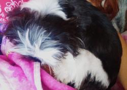 Lost Female Dog last seen Cedarcreek dr Nashville tn 37211, Nashville, TN 37211