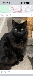 Lost Male Cat last seen At . Plashes Close , Standon , Standon, England SG11 1QE