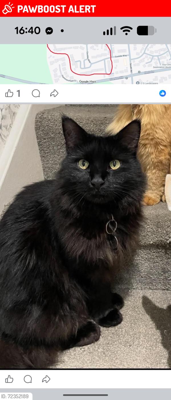 Lost Male Cat last seen At . Plashes Close , Standon , Standon, England SG11 1QE