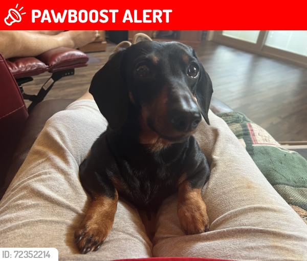 Lost Male Dog last seen Elk Shoals Church Loop, Alexander County, NC 28678