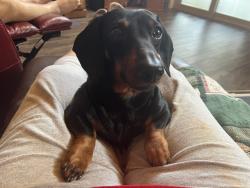 Lost Male Dog last seen Elk Shoals Church Loop, Alexander County, NC 28678