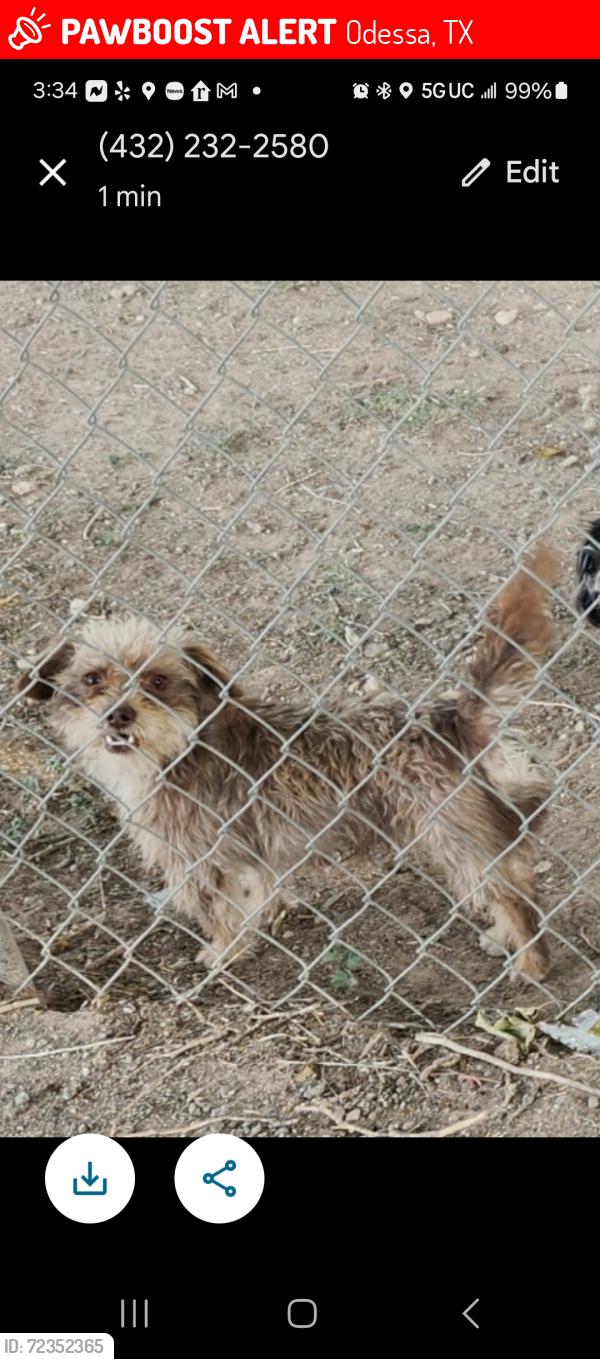 Lost Male Dog last seen West county rd , Odessa, TX 79764