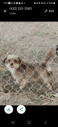 Lost Male Dog last seen West county rd , Odessa, TX 79764