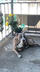 Lost Male Dog last seen The Nest /Jones maltsberger Rd, San Antonio, TX 78216