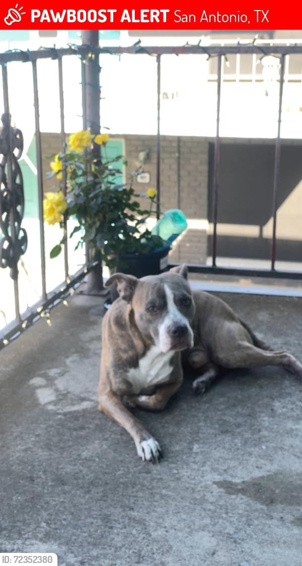 Lost Male Dog last seen The Nest /Jones maltsberger Rd, San Antonio, TX 78216