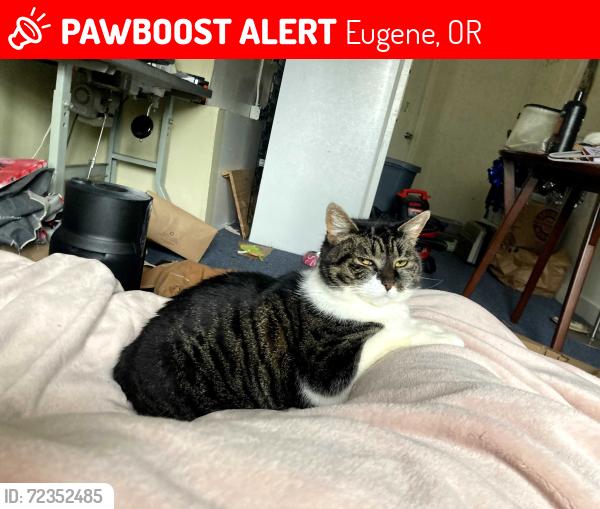 Lost Female Cat last seen clevland, west 24th ave, Eugene, OR 97405