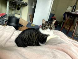 Lost Female Cat last seen clevland, west 24th ave, Eugene, OR 97405