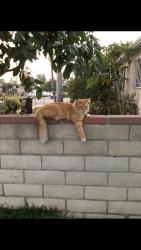 Lost Male Cat last seen Bradfield, Compton, CA 90221