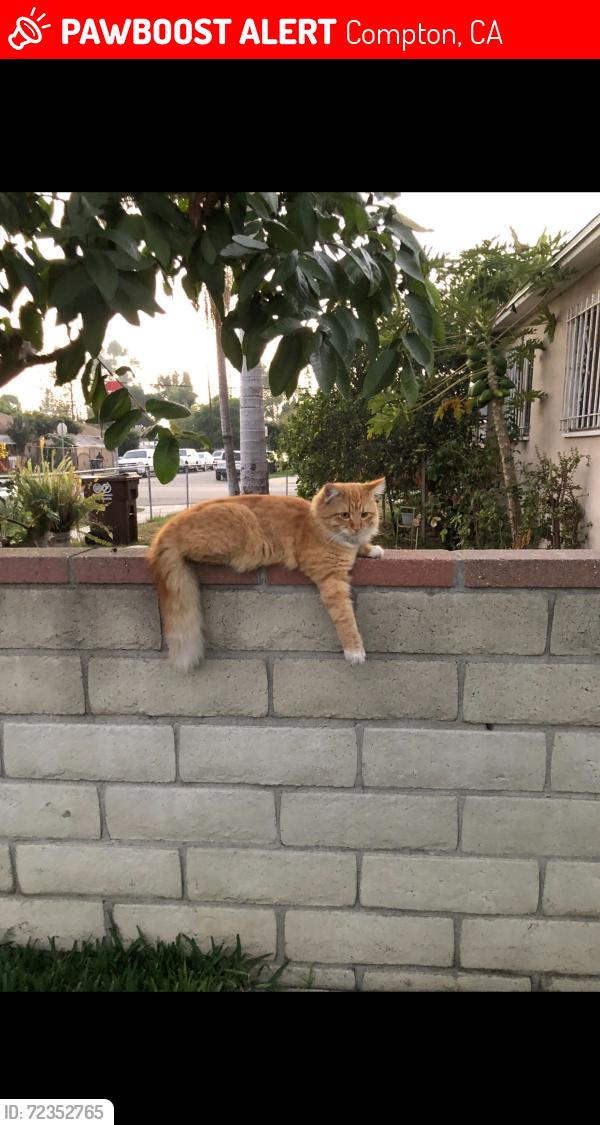 Lost Male Cat last seen Bradfield, Compton, CA 90221