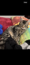 Lost Male Cat last seen Graham 38122, Memphis, TN 38122