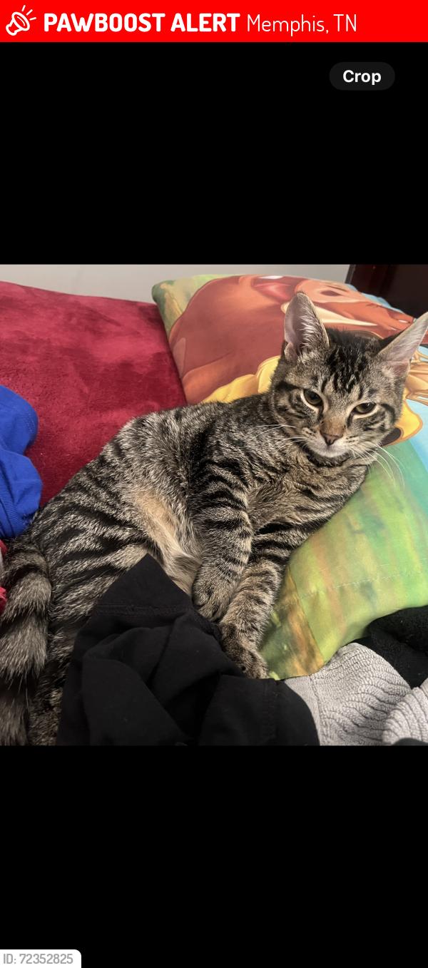 Lost Male Cat last seen Graham 38122, Memphis, TN 38122