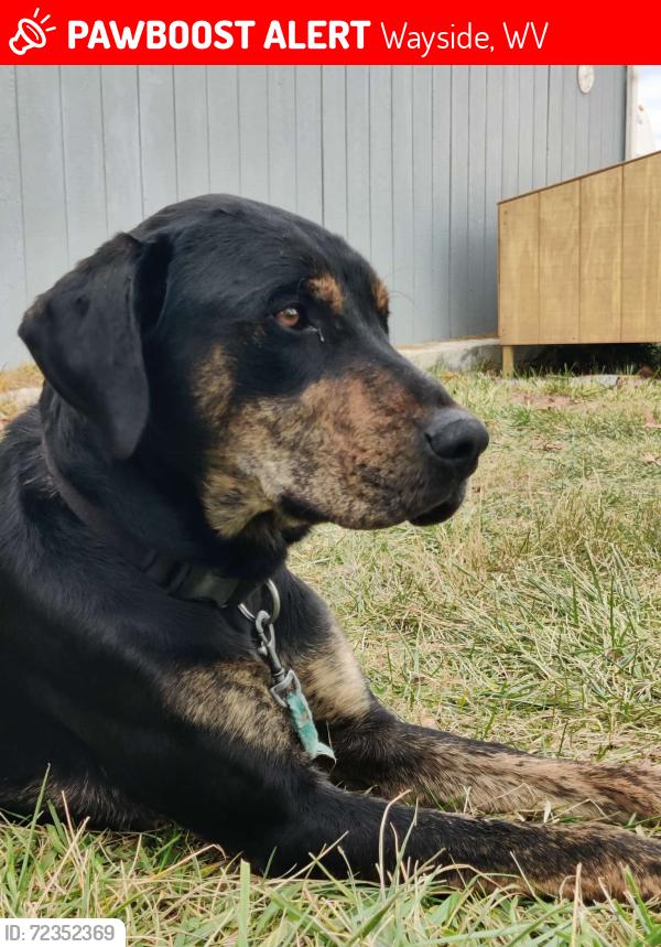 Lost Male Dog last seen Pem Ellison Road, Wayside, WV 24985