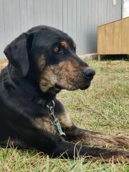Lost Male Dog last seen Pem Ellison Road, Wayside, WV 24985