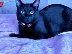 Lost Female Cat last seen The Ranch at Heritage Grove, Clovis, CA 93619
