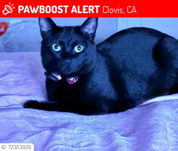 Lost Female Cat last seen The Ranch at Heritage Grove, Clovis, CA 93619