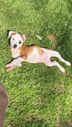 Lost Male Dog last seen Rhonda Ave 70816, Baton Rouge, LA 70816